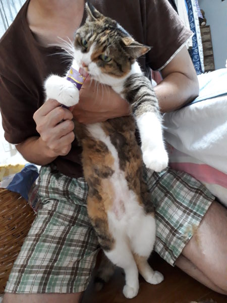 猫の熱中症予防対策【バリカンで自己責任サマーカット】