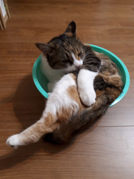 猫の熱中症予防対策【バリカンで自己責任サマーカット】