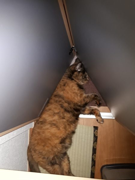 今年の猫の熱中症&便秘予防対策【給水器導入してみた…けど。】