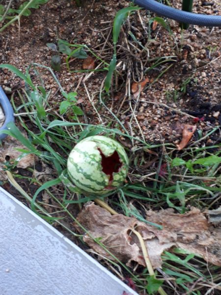 酷暑と憎きカラスのせいで、スイカが壊滅状態に