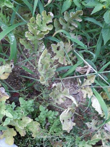 酷暑?と憎きカラスのせいで、スイカが壊滅状態に