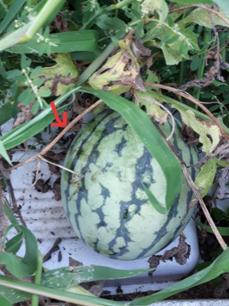 酷暑?と憎きカラスのせいで、スイカが壊滅状態に