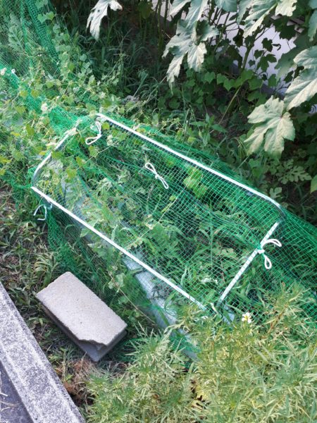 酷暑?と憎きカラスのせいで、スイカが壊滅状態に