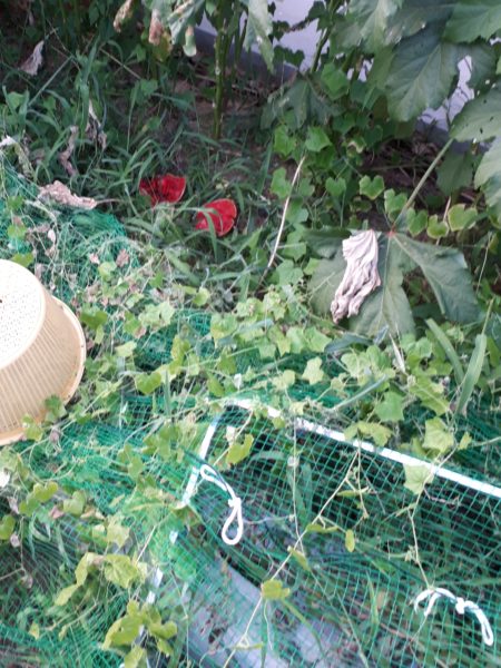 酷暑?と憎きカラスのせいで、スイカが壊滅状態に