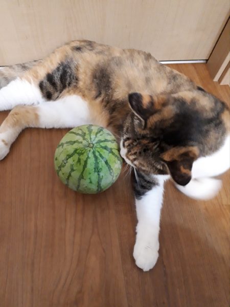 酷暑?と憎きカラスのせいで、スイカが壊滅状態に