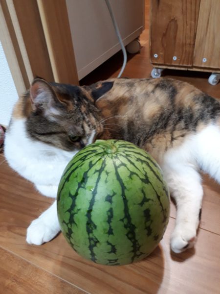 酷暑?と憎きカラスのせいで、スイカが壊滅状態に