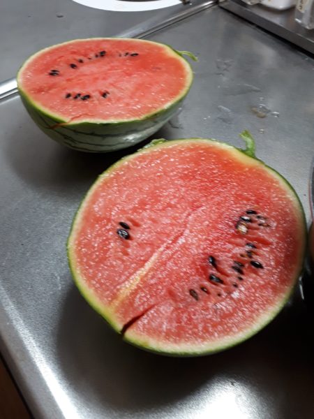 酷暑?と憎きカラスのせいで、スイカが壊滅状態に