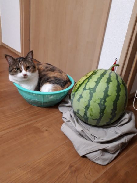 酷暑?と憎きカラスのせいで、スイカが壊滅状態に