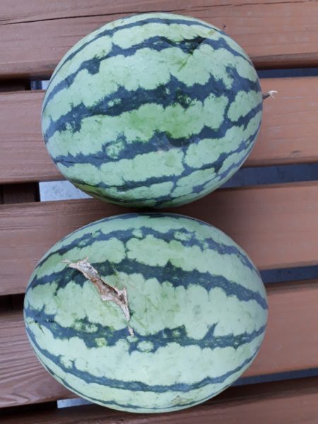 酷暑?と憎きカラスのせいで、スイカが壊滅状態に