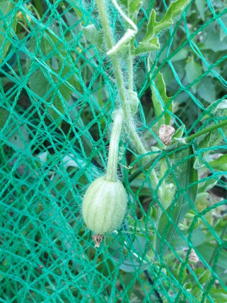 酷暑?と憎きカラスのせいで、スイカが壊滅状態に