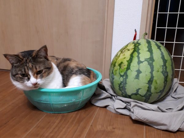 酷暑?と憎きカラスのせいで、スイカが壊滅状態に