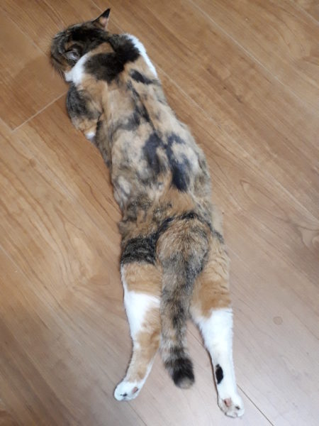 猫の熱中症予防対策【バリカンで自己責任サマーカット】