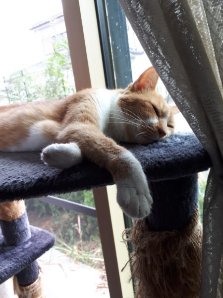 黄色猫きなこ15歳人だと76歳、誕生日、結膜炎