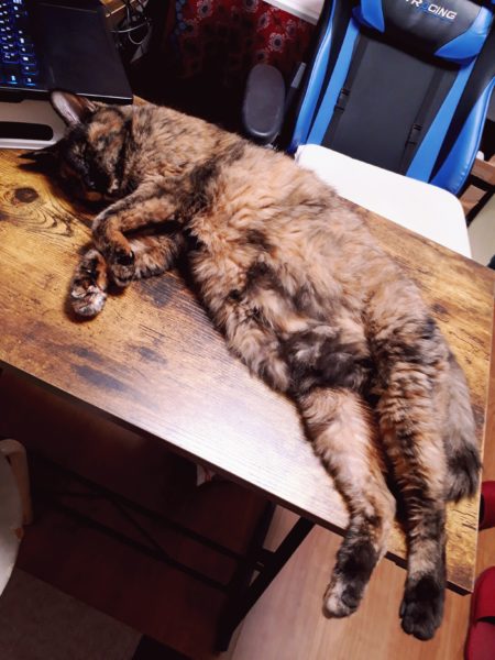 今年の猫の熱中症&便秘予防対策【給水器導入してみた…けど。】