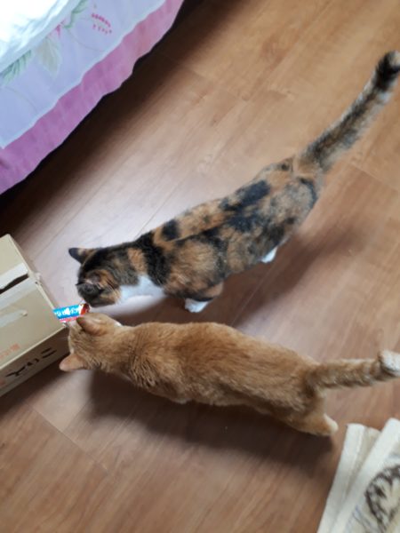 猫の熱中症予防対策【バリカンで自己責任サマーカット】