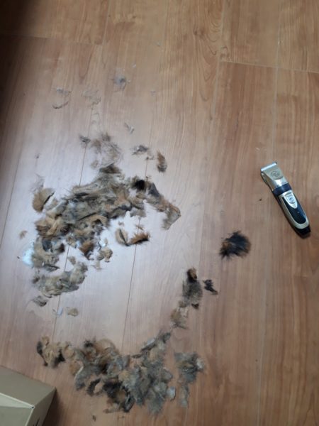 猫の熱中症予防対策【バリカンで自己責任サマーカット】