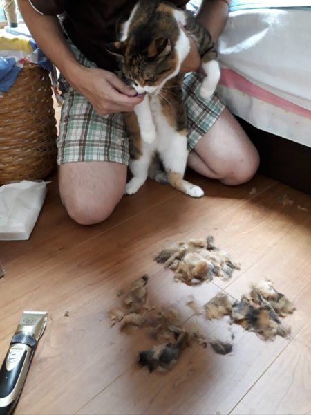 猫の熱中症予防対策【バリカンで自己責任サマーカット】