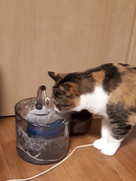 今年の猫の熱中症&便秘予防対策【給水器導入してみた…けど。】