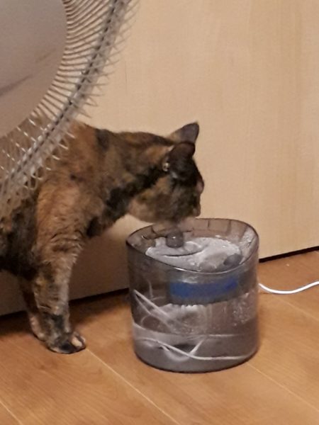 今年の猫の熱中症&便秘予防対策【給水器導入してみた…けど。】