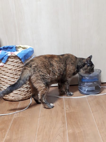 今年の猫の熱中症&便秘予防対策【給水器導入してみた…けど。】