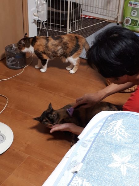 今年の猫の熱中症&便秘予防対策【給水器導入してみた…けど。】