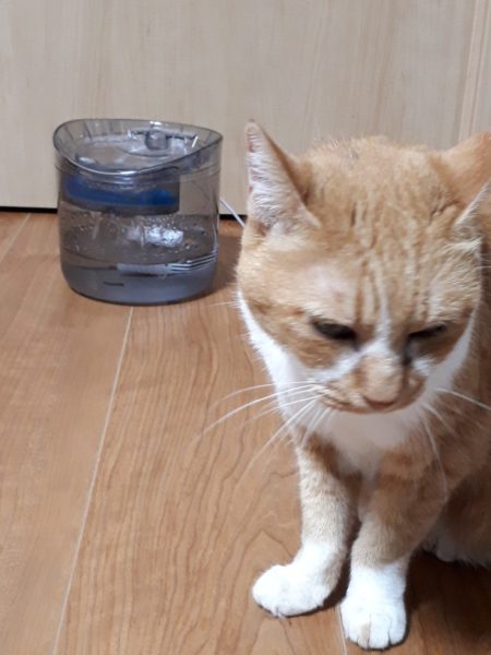 今年の猫の熱中症&便秘予防対策【給水器導入してみた…けど。】