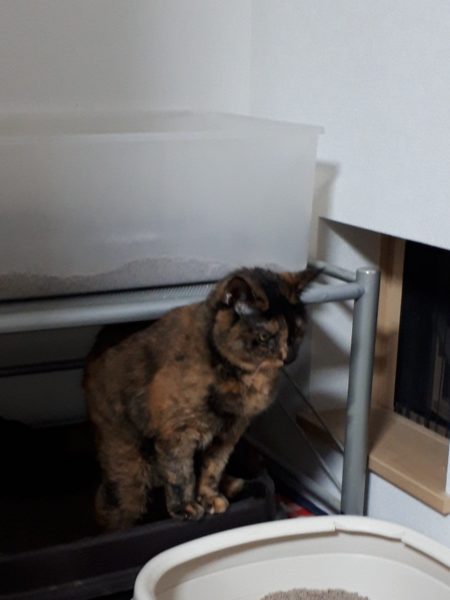 原因不明のひどいカビ臭=ペットの抜け毛×湿気