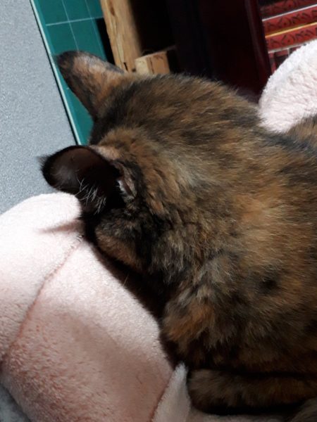 減塩と節約と時短の為、味噌玉(味噌汁の素)を作ってみた。