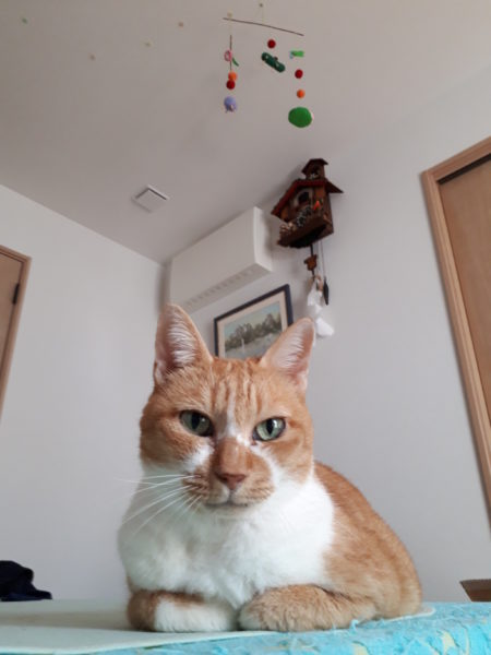 原因不明のひどいカビ臭=ペットの抜け毛×湿気