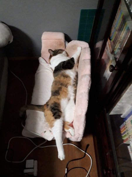 原因不明のひどいカビ臭=ペットの抜け毛×湿気