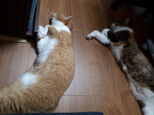 原因不明のひどいカビ臭=ペットの抜け毛×湿気