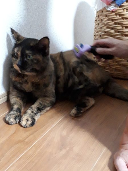 原因不明のひどいカビ臭=ペットの抜け毛×湿気