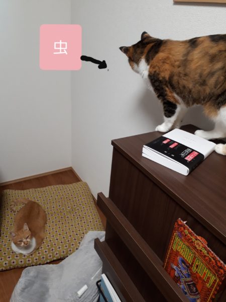 季節の変わり目の体調不良と、現実逃避に海までドライブ。