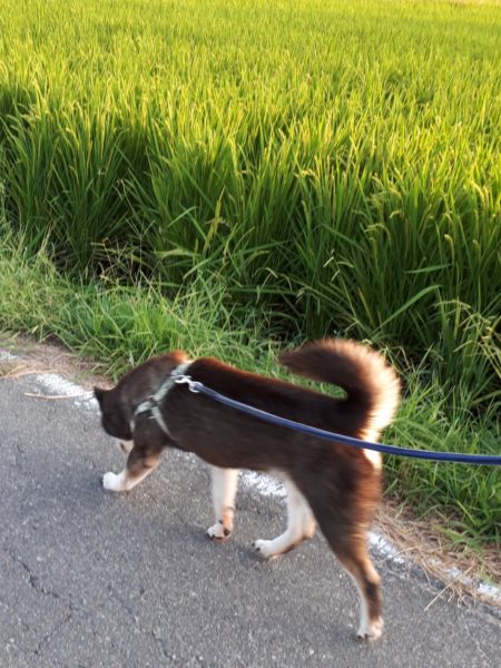 黒柴犬の大ちゃん、散歩中にマムシに噛まれる