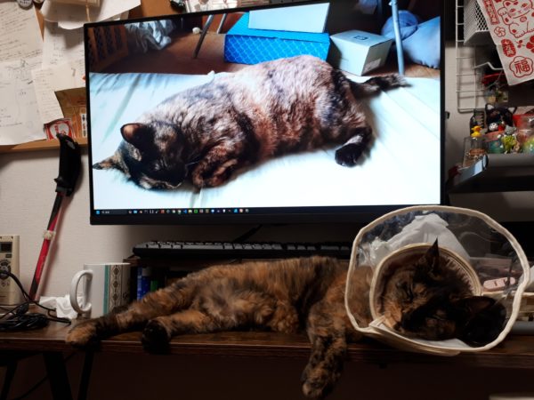 旦那が経費で色々買ったので、ついでに模様替えしてみた記録。