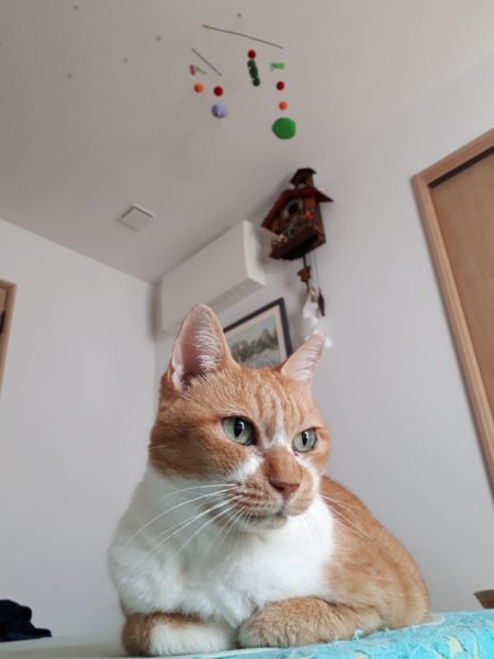 旦那が経費で色々買ったので、ついでに模様替えしてみた記録。