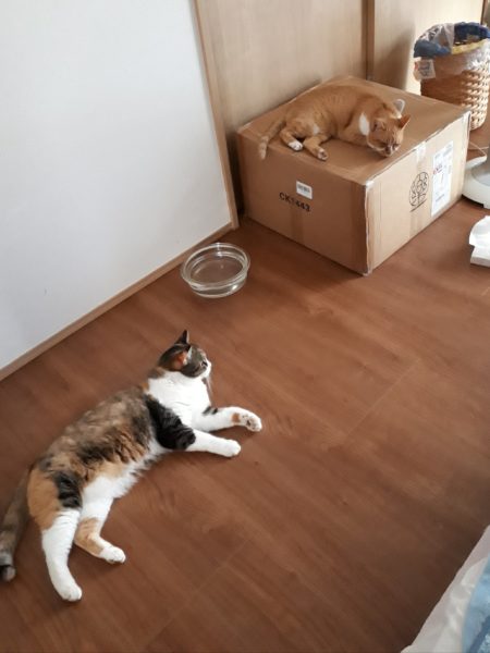 3代目キャットタワー購入。木製　掃除しやすい　毛付着なし