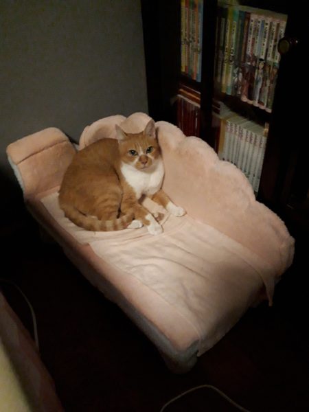 3代目キャットタワー購入。木製　掃除しやすい　毛付着なし