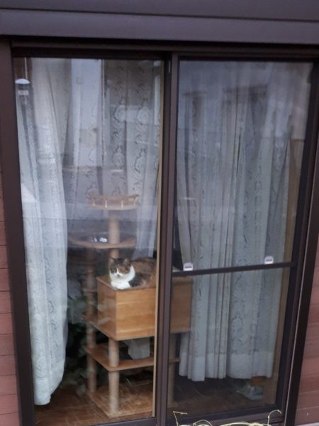 3代目キャットタワー購入。木製　掃除しやすい　毛付着なし