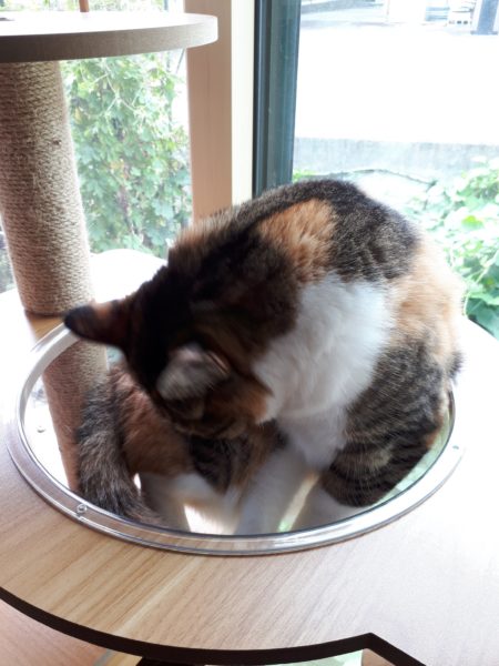 3代目キャットタワー購入。木製　掃除しやすい　毛付着なし