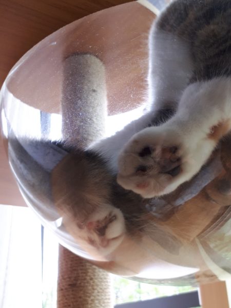 3代目キャットタワー購入。木製　掃除しやすい　毛付着なし