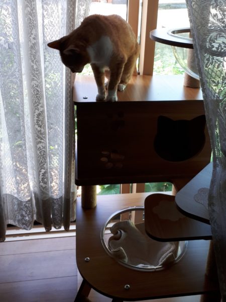 3代目キャットタワー購入。木製　掃除しやすい　毛付着なし