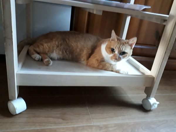 3代目キャットタワー購入。木製　掃除しやすい　毛付着なし