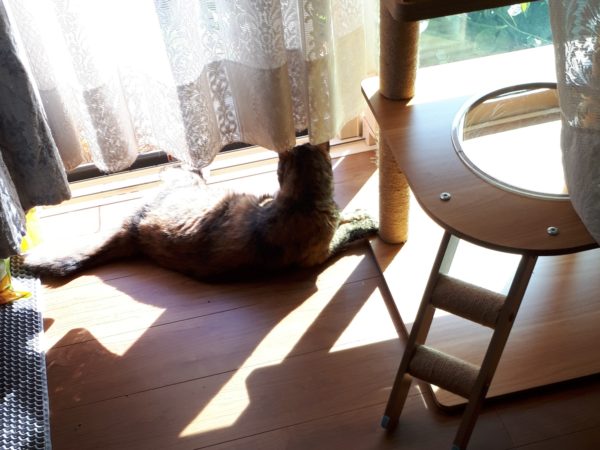 3代目キャットタワー購入。木製　掃除しやすい　毛付着なし