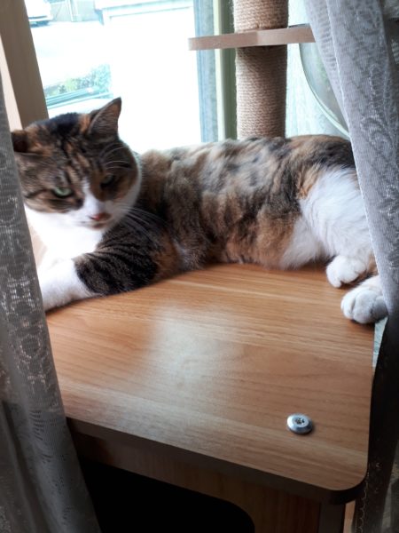 3代目キャットタワー購入。木製　掃除しやすい　毛付着なし