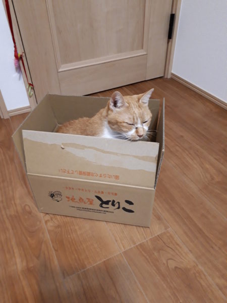 14歳を迎えたサビ猫ちぃたんと、季節の変わり目で猫ズも体調不良、血糖値上昇、肛門嚢炎、お尻舐め壊し、目やに、涙