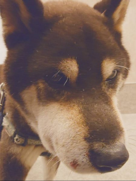 黒柴犬の大ちゃん、散歩中にマムシに噛まれる