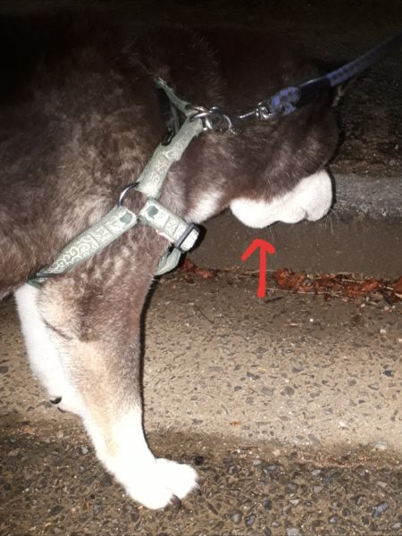 黒柴犬の大ちゃん、散歩中にマムシに噛まれる