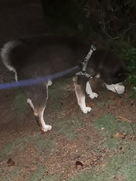 黒柴犬の大ちゃん、散歩中にマムシに噛まれる