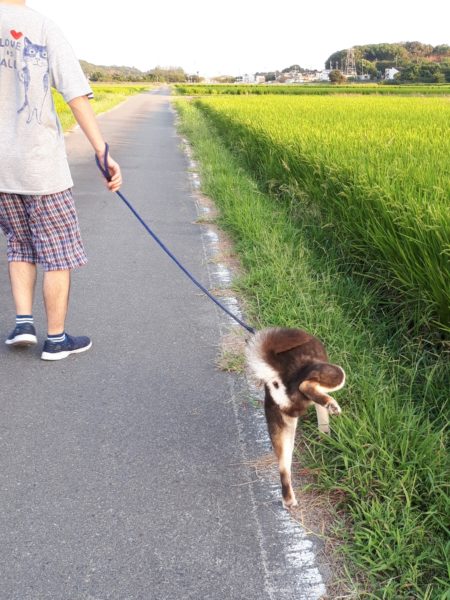 黒柴犬の大ちゃん、散歩中にマムシに噛まれる